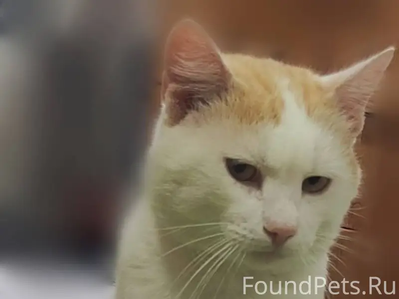 Пропал кот в районе Промкомбин...