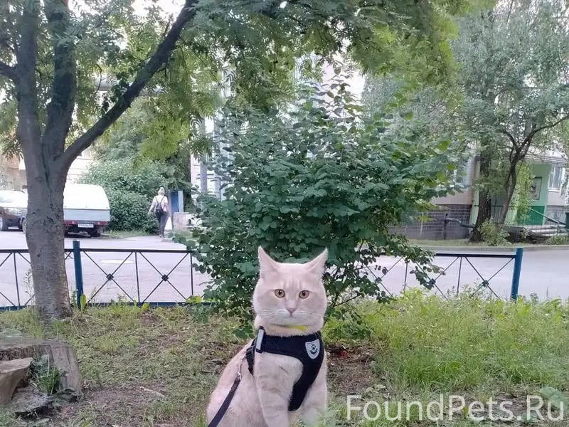 Пропал Кот Кузя ,в сером ошейн...