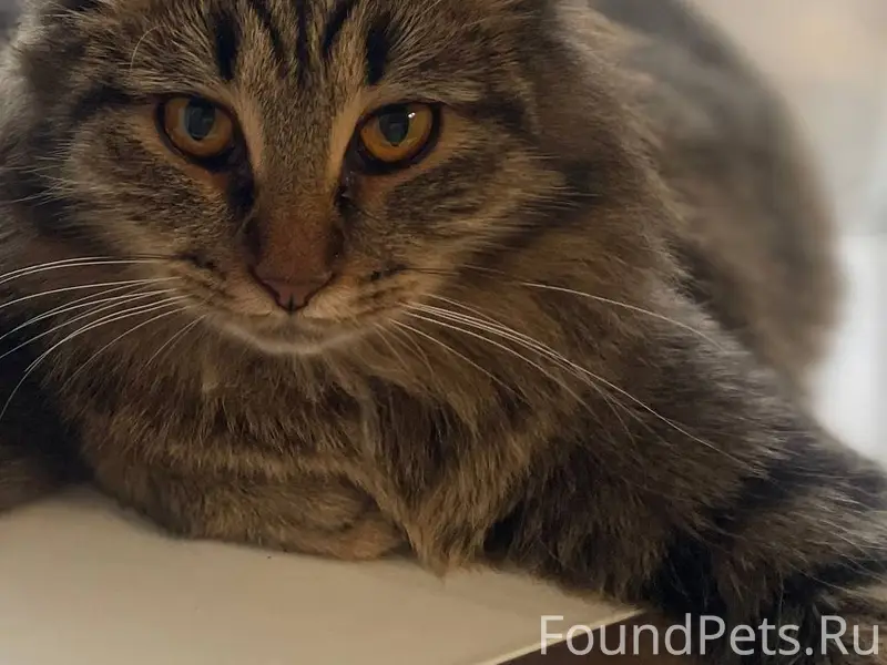 Срочно!!! Лысково. Пропала кош...