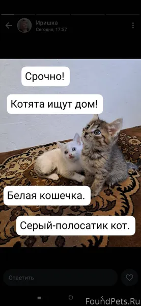 Котята были найдены в мусорке,...