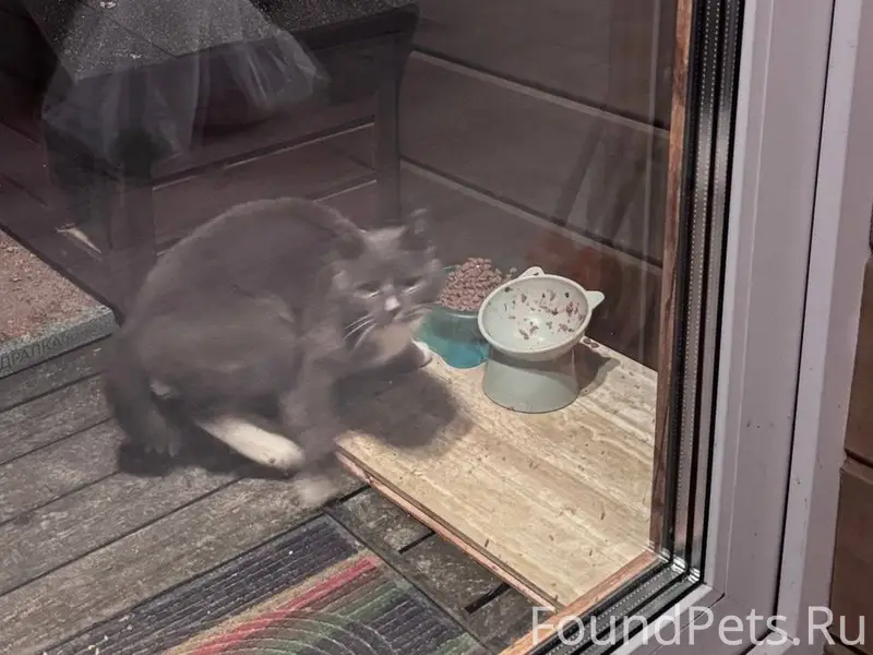 Найдена кошка Район Рапатил Ды...