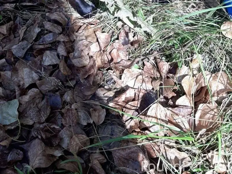 Четвертый день во дворе у алле...