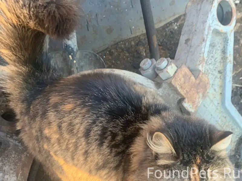 Потерялась кошка Маша. Трехцве...