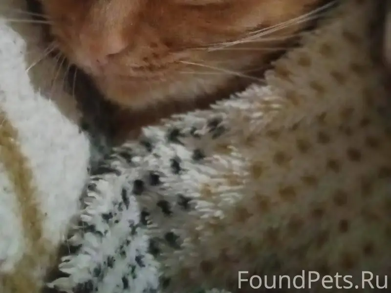 Пропала кошка❗ радиус поиска: ...