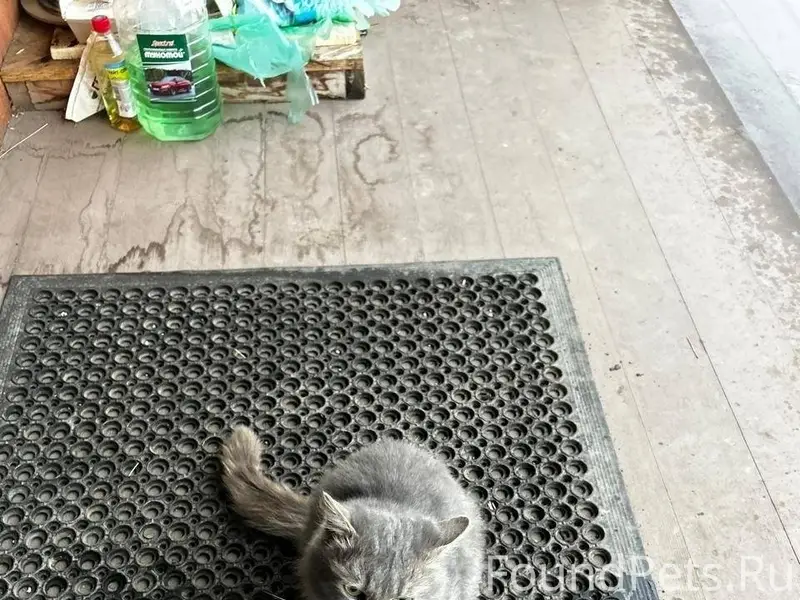 🆘Пропала кошечка 🆘 беременная ...