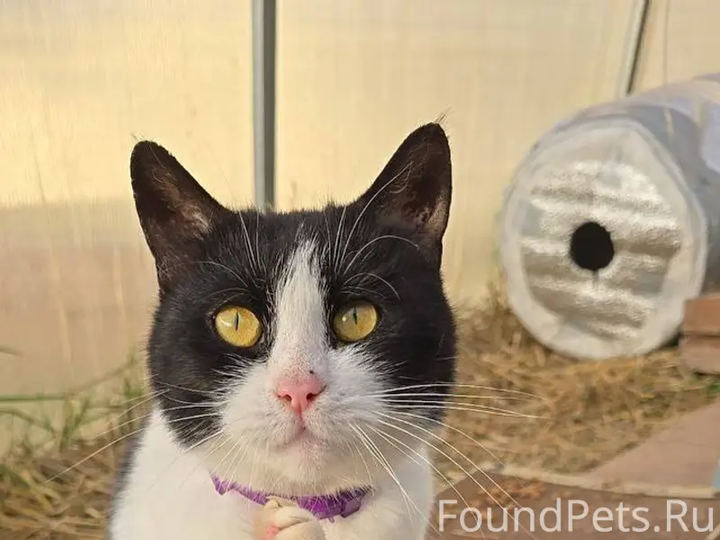 Друзья, найдена кошка! Судя по...
