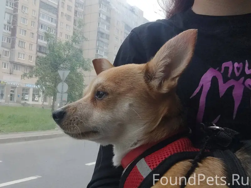 Потерялась собака! Потерялась ...