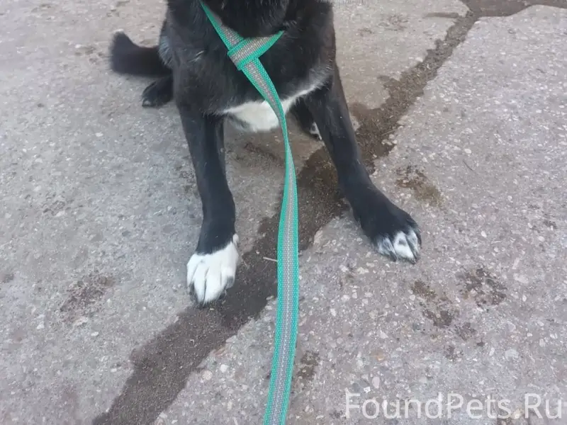 Клинский район, д. Шипулино. П...