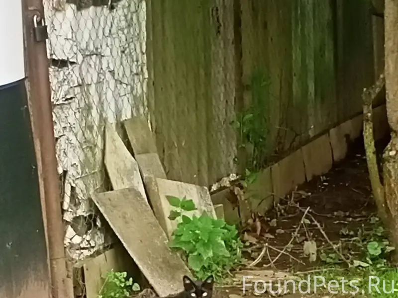 Найден кот в районе д. Лиды...