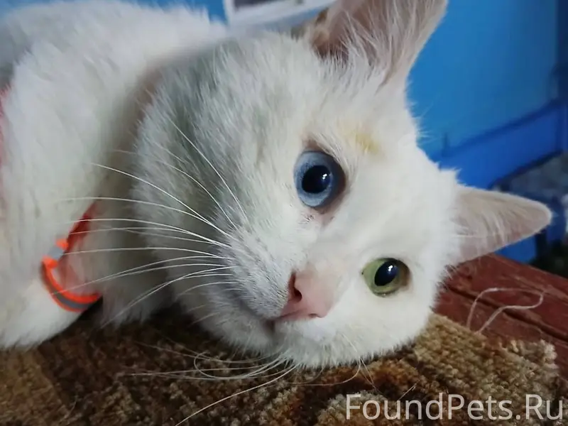 Здравствуйте. Пропал белый кот...