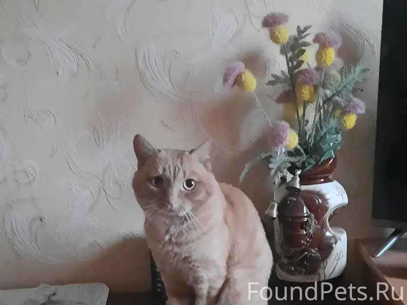 Потерялся кот, пропал из кварт...