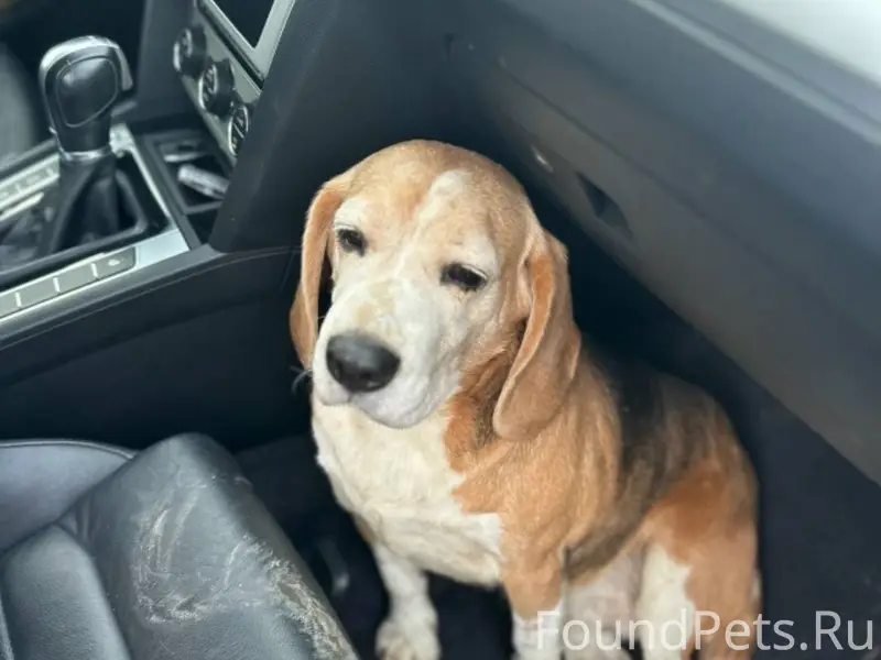 ‼️‼️‼️‼️‼️‼️ Срочно! Найдена с...