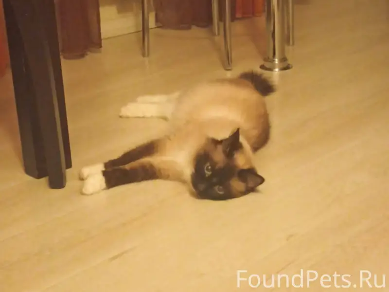 Около месяца назад пропала кош...