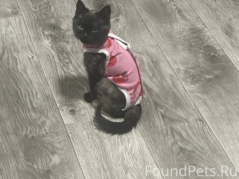 Пропала кошка! Котенок девочка...