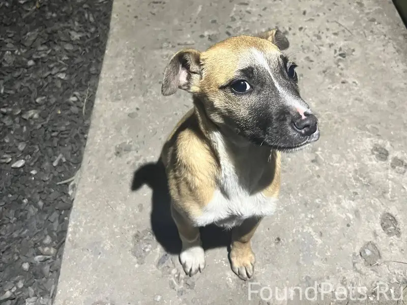 Дорогие девочки! Максимальный ...