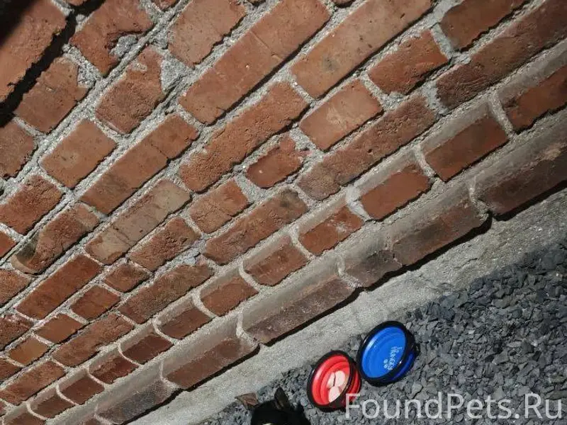 Найден кот(или кошка), в ошейн...