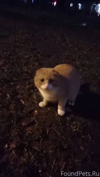 Никто не потерял котеек? Этот ...