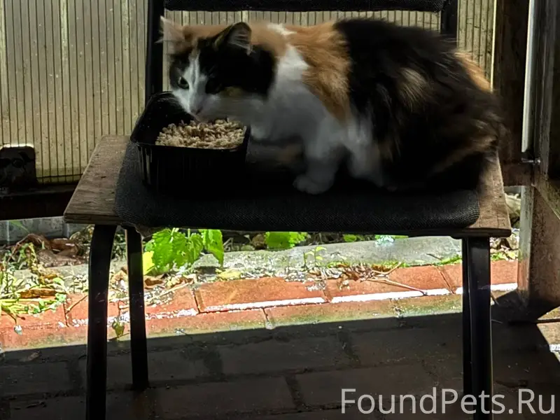 Лаптево 🚨 Чья кошка потеряшка?...