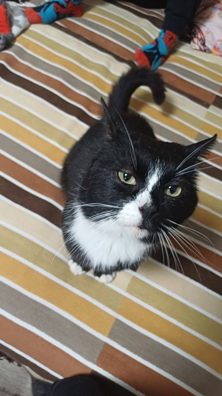 В д.Поречье найден кот, домашн...