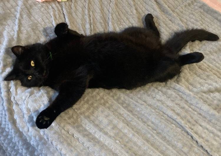 Пропал черный кот в районе ули...