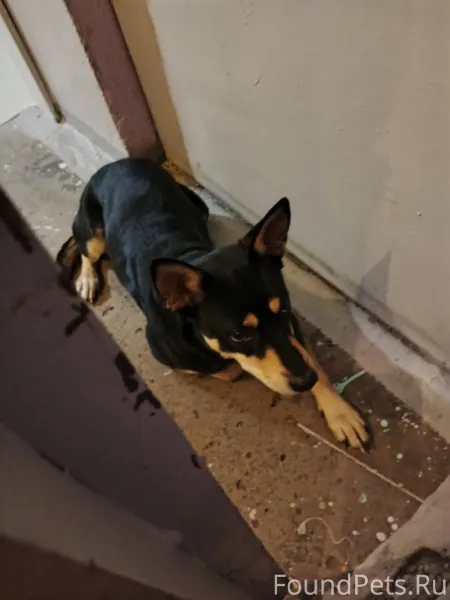 Кто потерял собакена? На Карта...