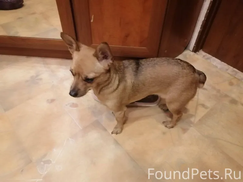 Нашли собаку ! Маленькая , кто...