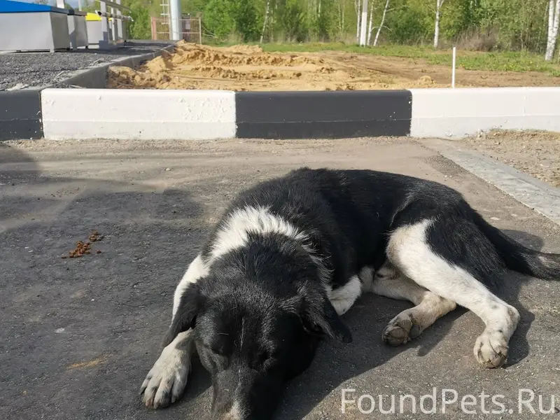 Пропала собака! Пёс по кличке ...