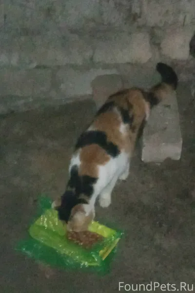 В подвале в северном микрорайо...