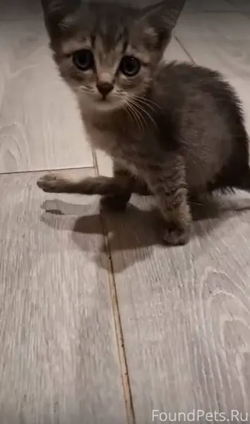На улице найден маленький котё...