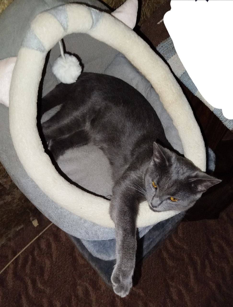 Пропала кошка! Утром ушла гуля...