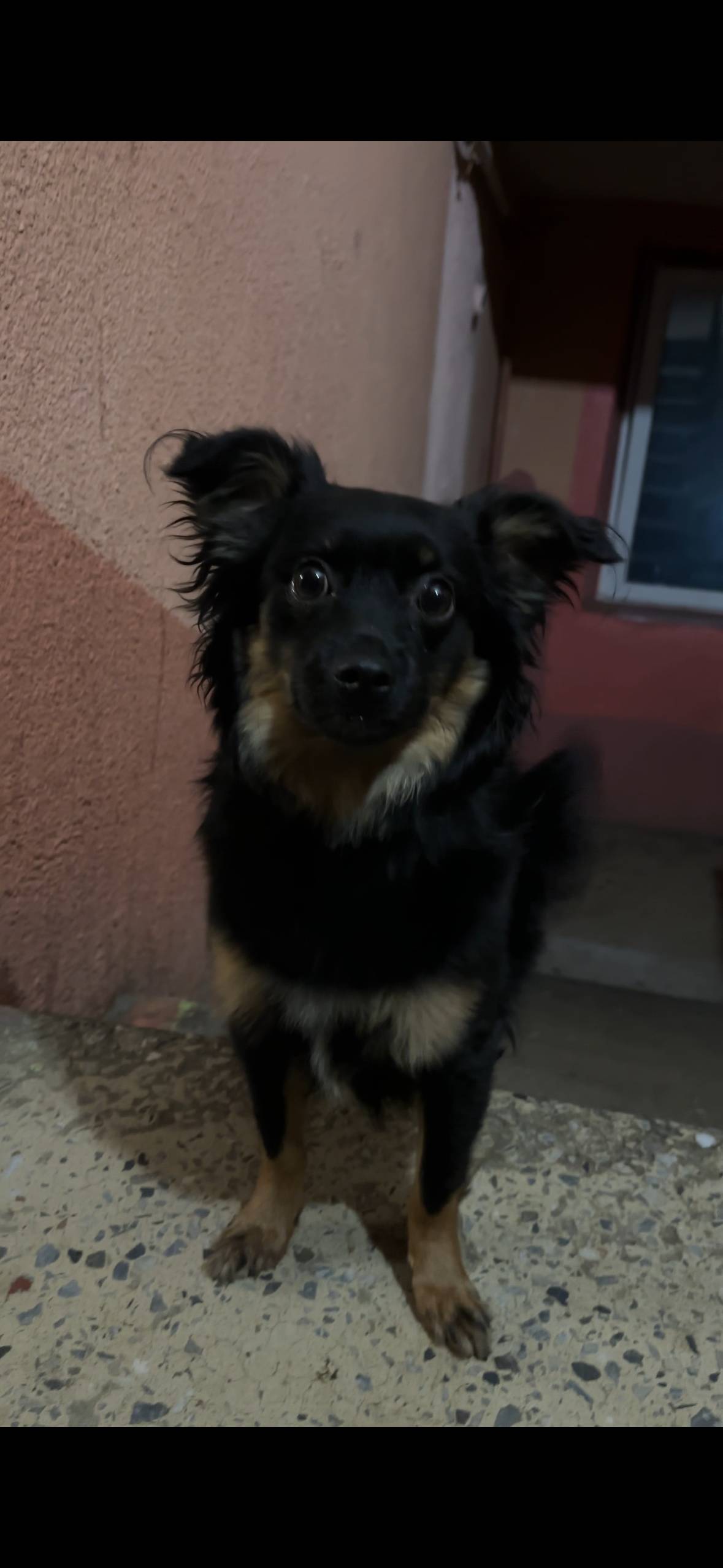 Была найдена собака девочка