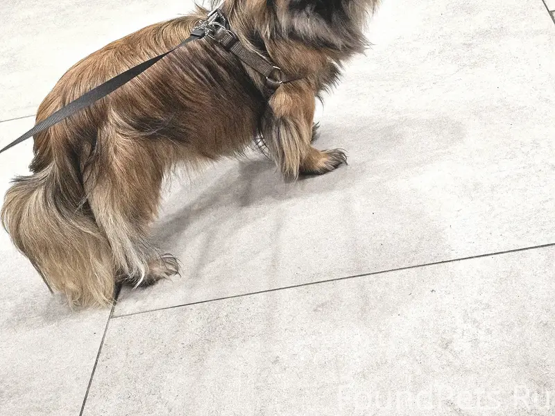 Нашлась собака(Пекинес) 