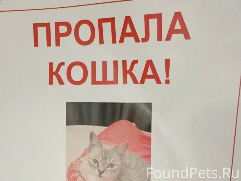‼‼ ПРОПАЛА КОШКА ‼‼ Помогите п...