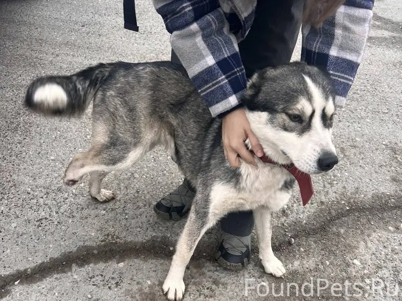 🆘 ЧЬЯ ПОТЕРЯ❓НУЖЕН ДОМ‼️ Хотел...