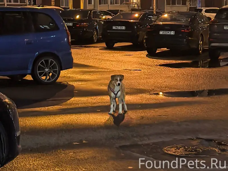 ЗАМЕЧЕНА СОБАКА! На улице Боро...