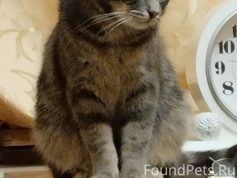 Пропал кто Жан Поль утром 22 ноября утром Большой Исток  ,очень ласковый 