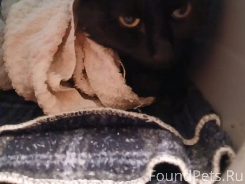 Коряжма. Хозяин, отзовись. Чей...