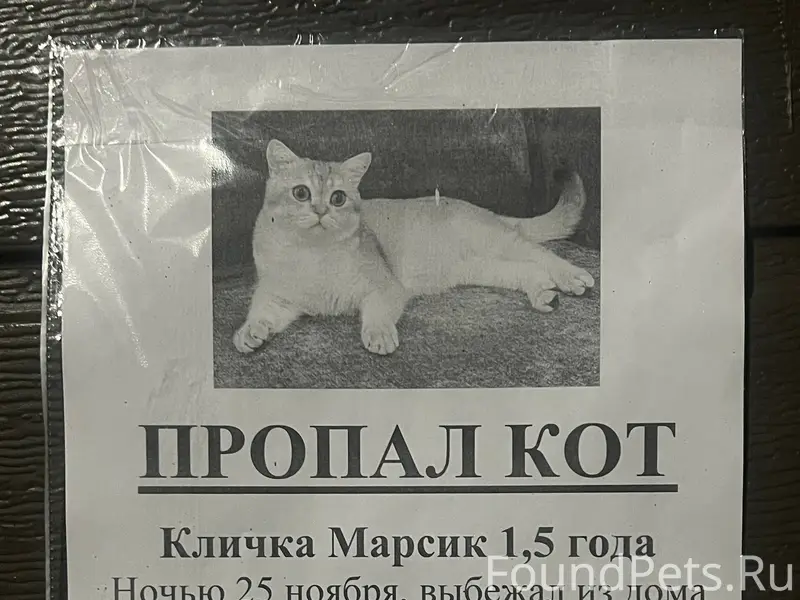 Прошу репосты 🙏🙏🙏 Пропал кот п...