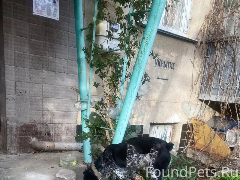 Чей потеряшка? Или это самовыг...