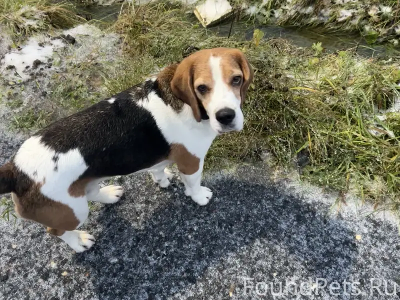 Потерялся Бигль, Московская область, Истринский район, ориентир Д.алексино 