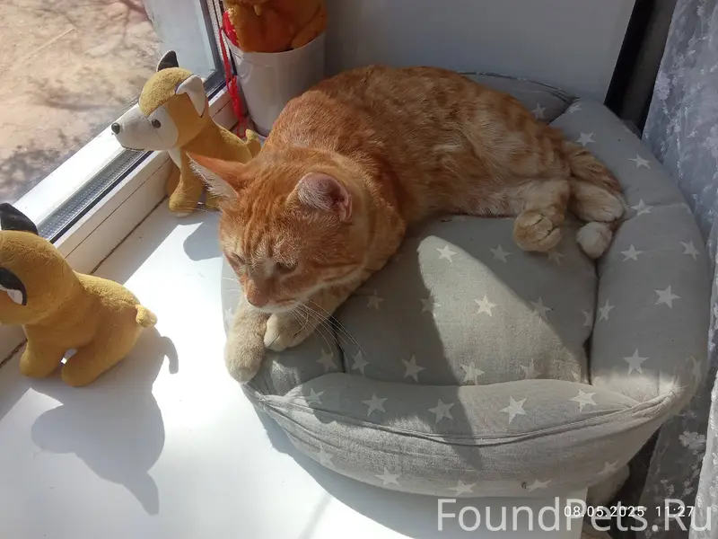 Потеряли кота зовут Тимоша отк...