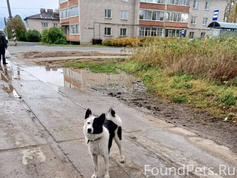 Пропала собака кто видел больш...