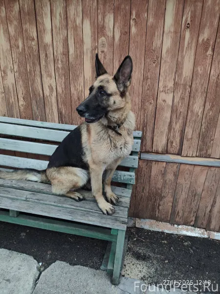 Найдена собака в районе строй ...