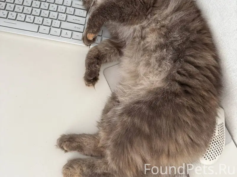 ❗️ПРОПАЛА КОШКА❗️ Пропала кошк...