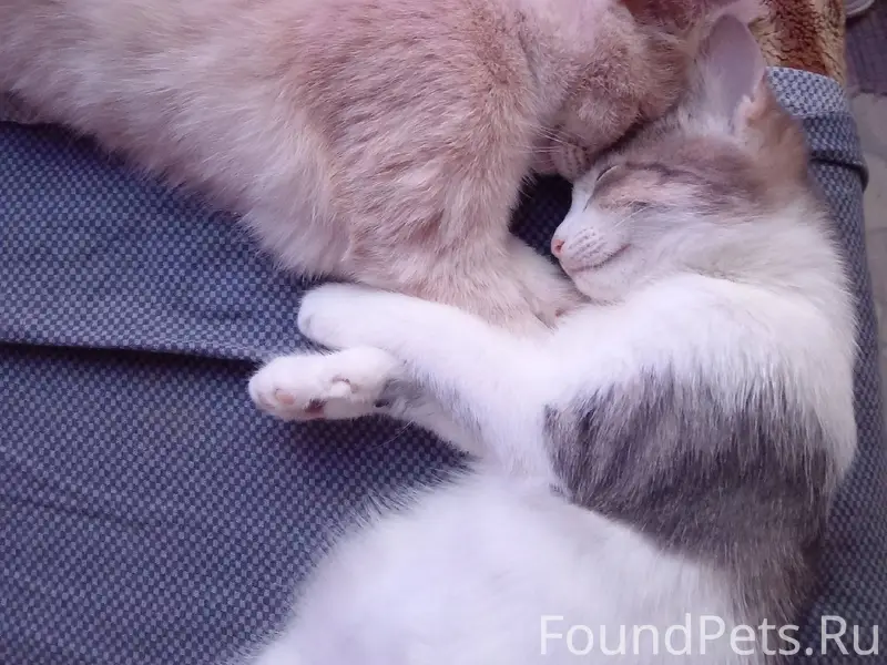 Пропал котенок, окрас серо-бел...