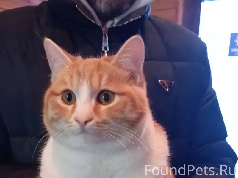 Прибился кот, нежный, ласковый...