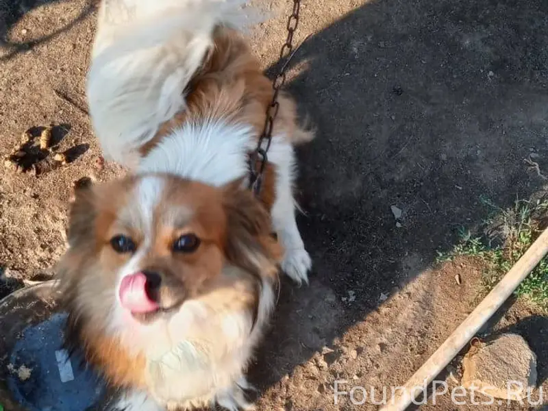 Пропала собака по улице копаев...