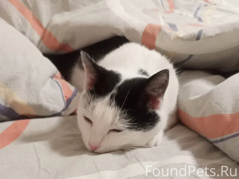 ПРОПАЛА КОШКА! 🐾 Помогите верн...