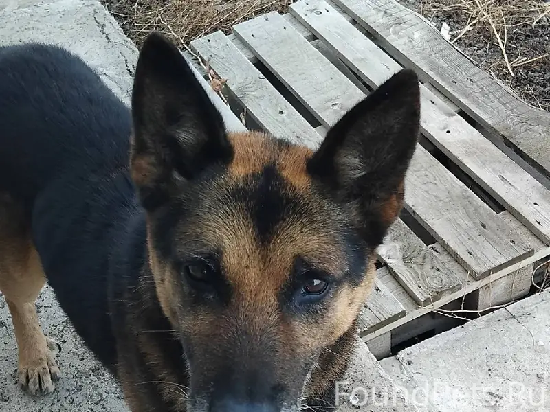 Пёс, живёт около недели в пос....