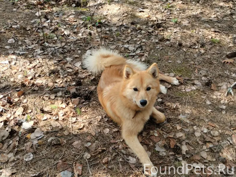 Пропала собака) Убежала с Чапа...